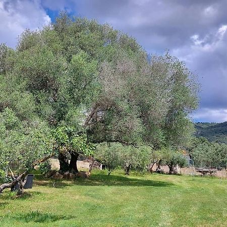 הוילה Sole Ruiu Olbia Grazioso Bilo In Periferia מראה חיצוני תמונה