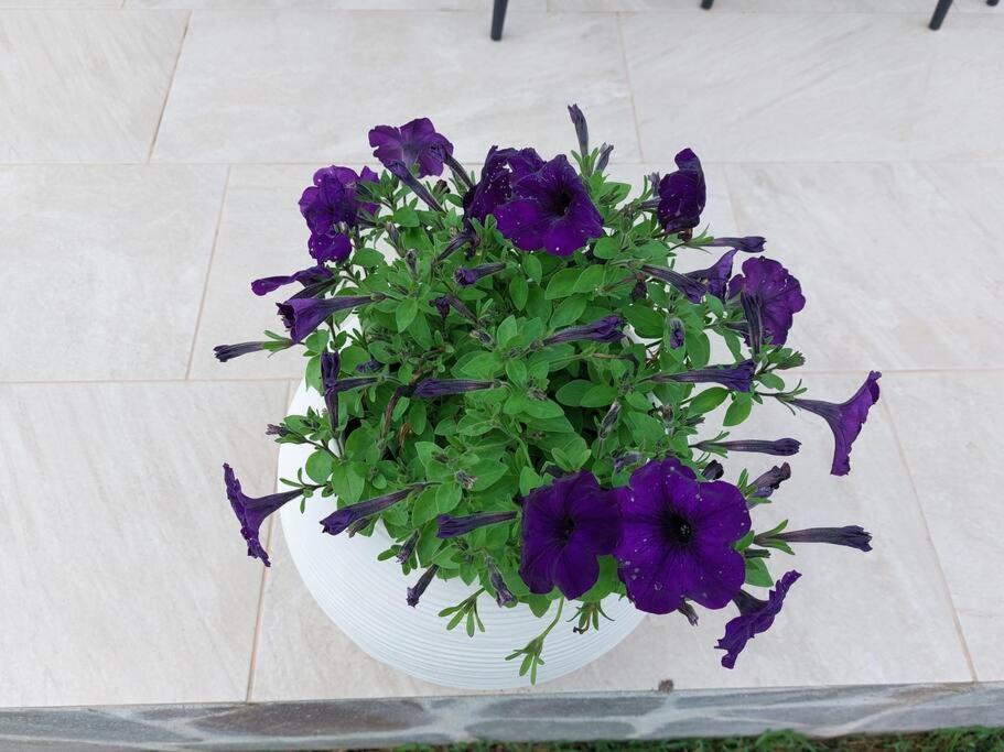 הוילה Sole Ruiu Olbia Grazioso Bilo In Periferia מראה חיצוני תמונה